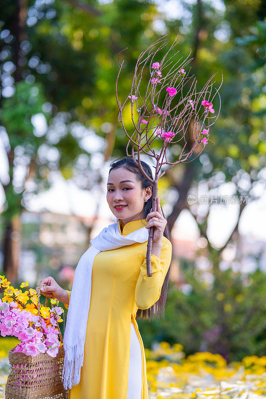 越南女孩穿着传统的ao dai服装，手持花枝在越南享受新年。春节和新年。